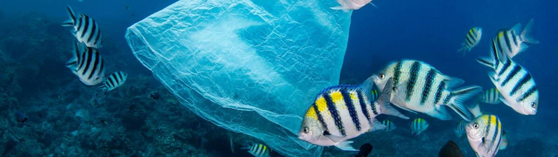  Un’estate più blu con Ogyre  