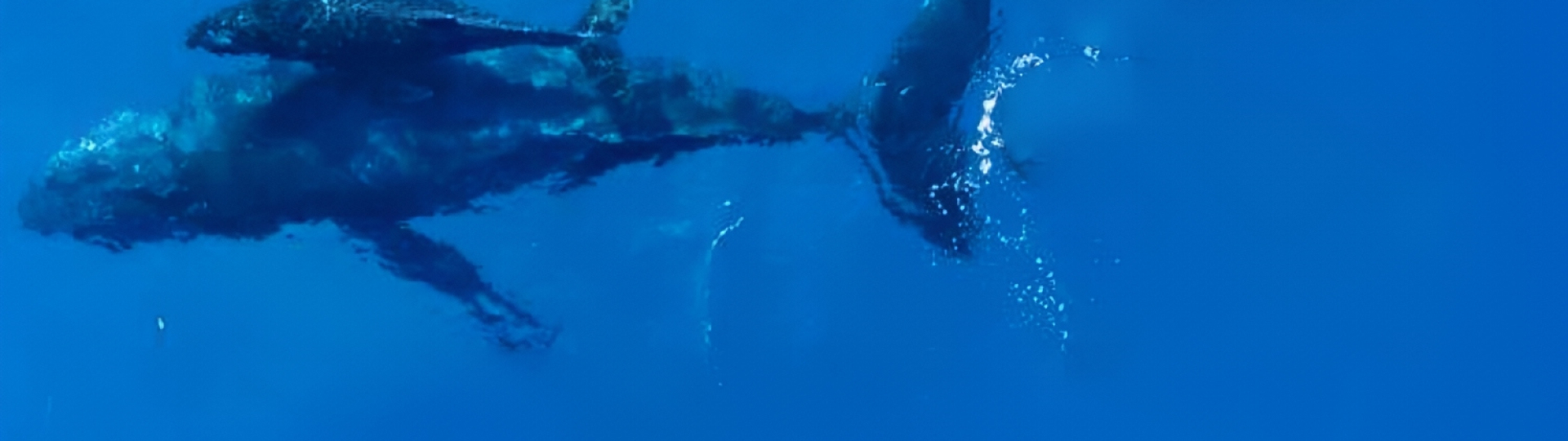 FESTA DELLA BANDIERA BLU