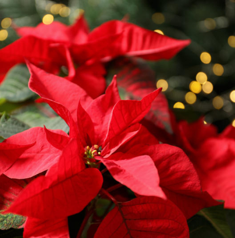 ALBISSOLA IN FIORE - Sabato 14 Dicembre