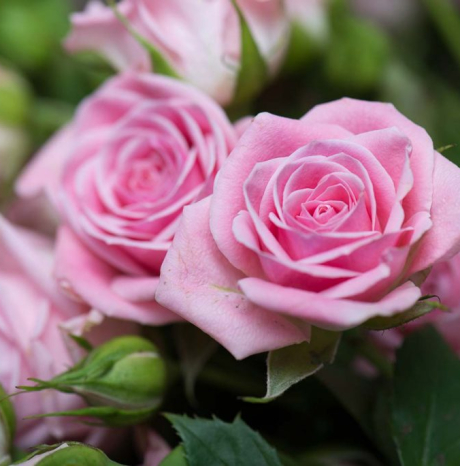 I Segreti delle Rose: un viaggio tra storia, arte e simboli al MuDA - Sabato 24 gennaio