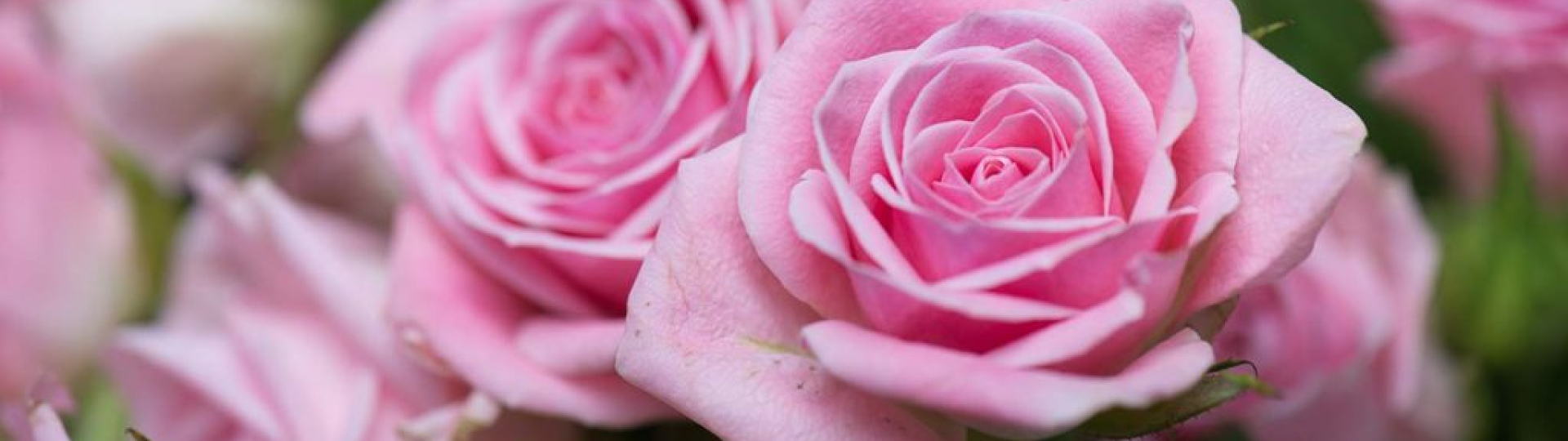 I Segreti delle Rose: un viaggio tra storia, arte e simboli al MuDA - Sabato 24 gennaio
